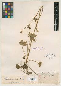 Ranunculus earlei image