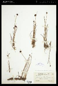 Juncus mertensianus image