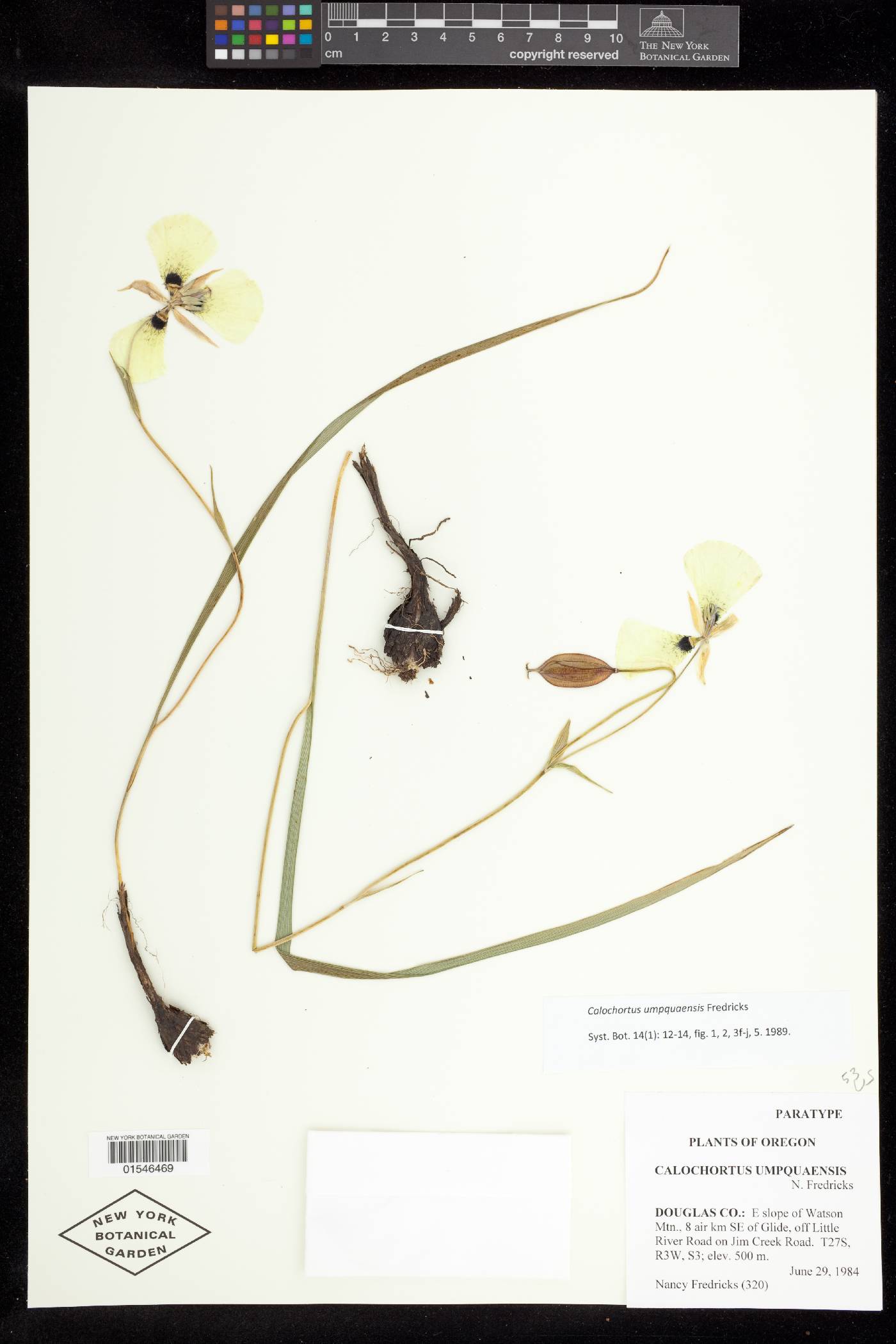 Calochortus umpquaensis image