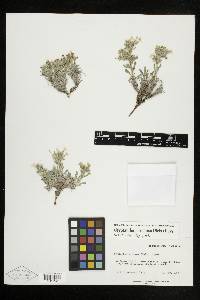 Oreocarya paradoxa image