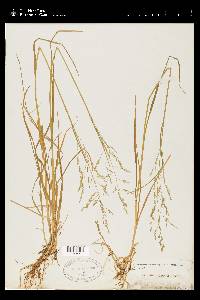 Poa arctica image