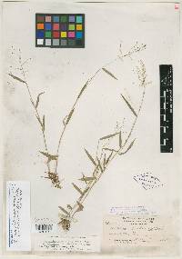 Panicum alabamense image