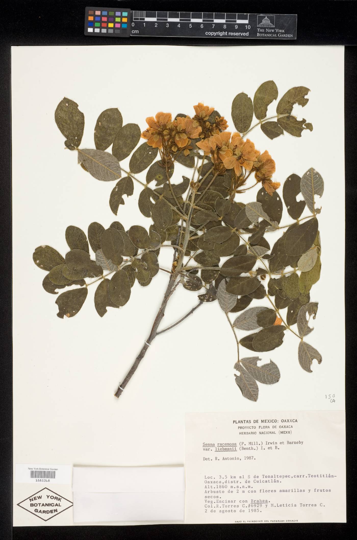 Senna racemosa var. liebmannii image