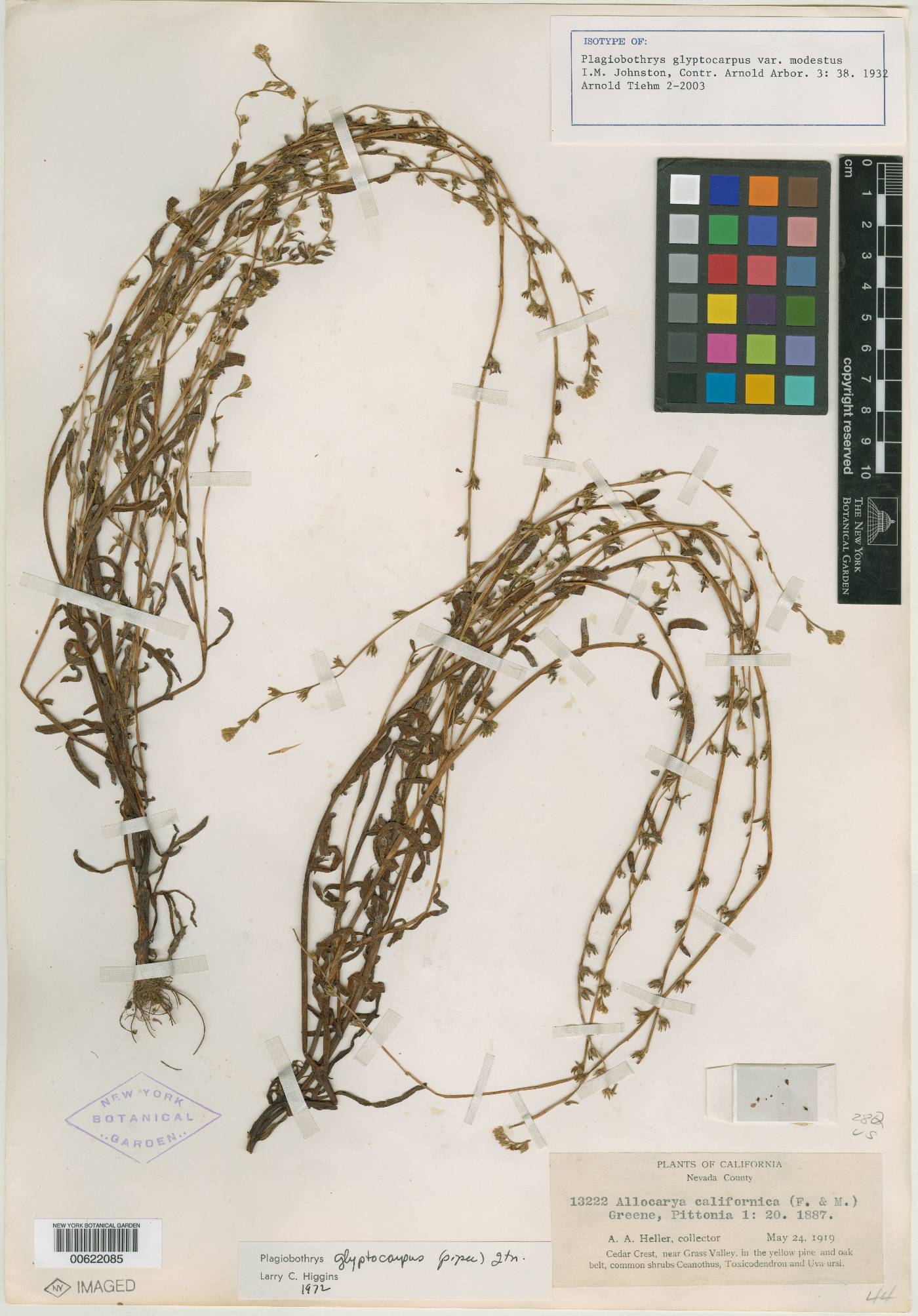 Plagiobothrys glyptocarpus var. modestus image