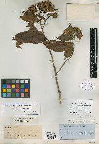 Flourensia laurifolia image