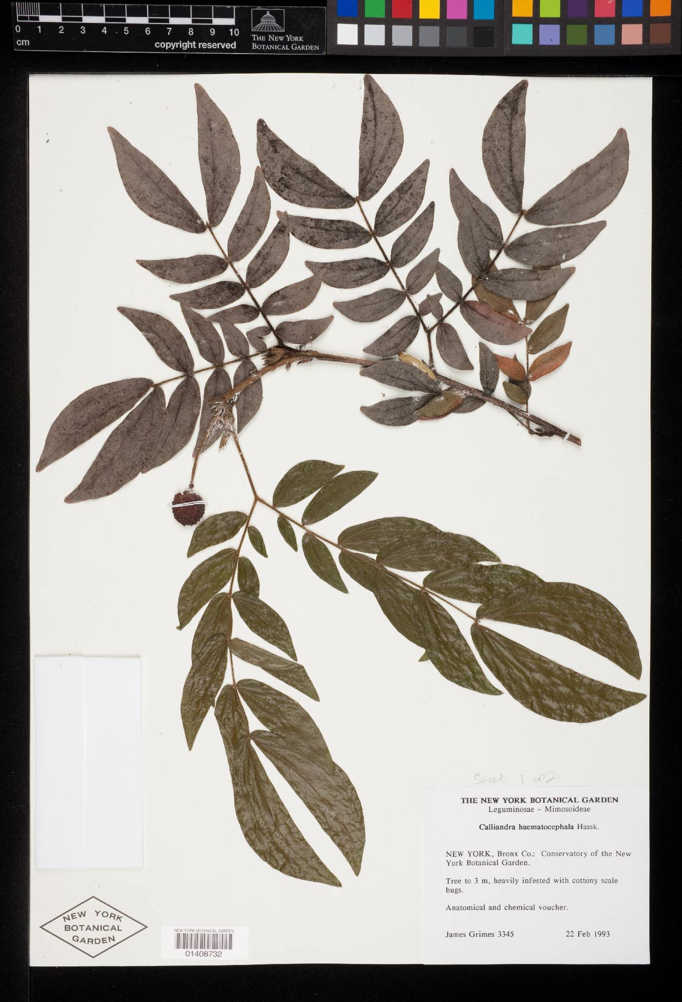 Calliandra haematocephala var. haematocephala image