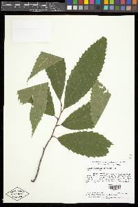 Castanea dentata image