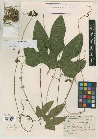 Sechium hintonii image