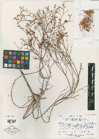 Eriogonum leptocladon var. papiliunculi image