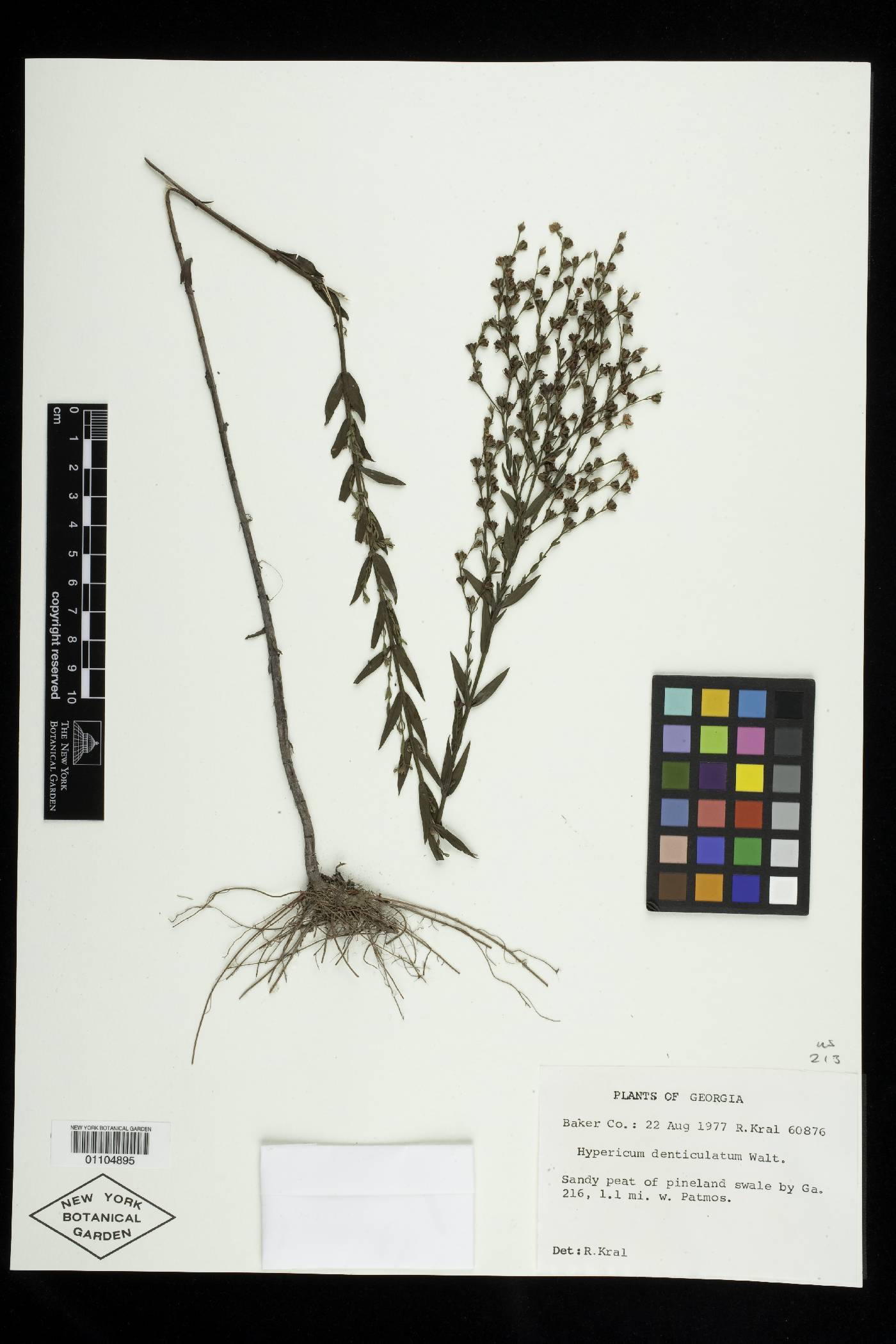 Hypericum harperi image