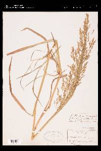 Poa nemoralis image