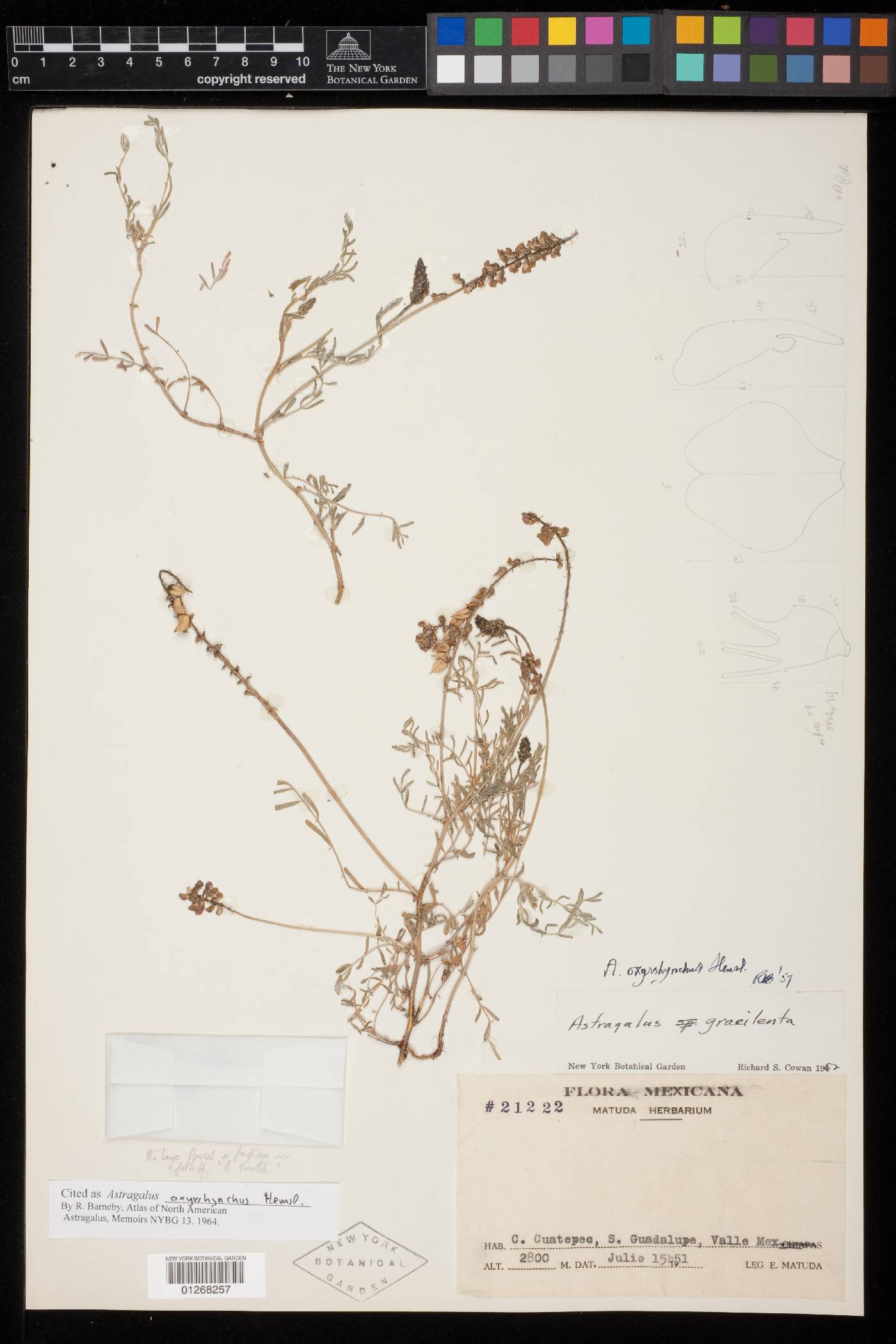 Astragalus oxyrhynchus image