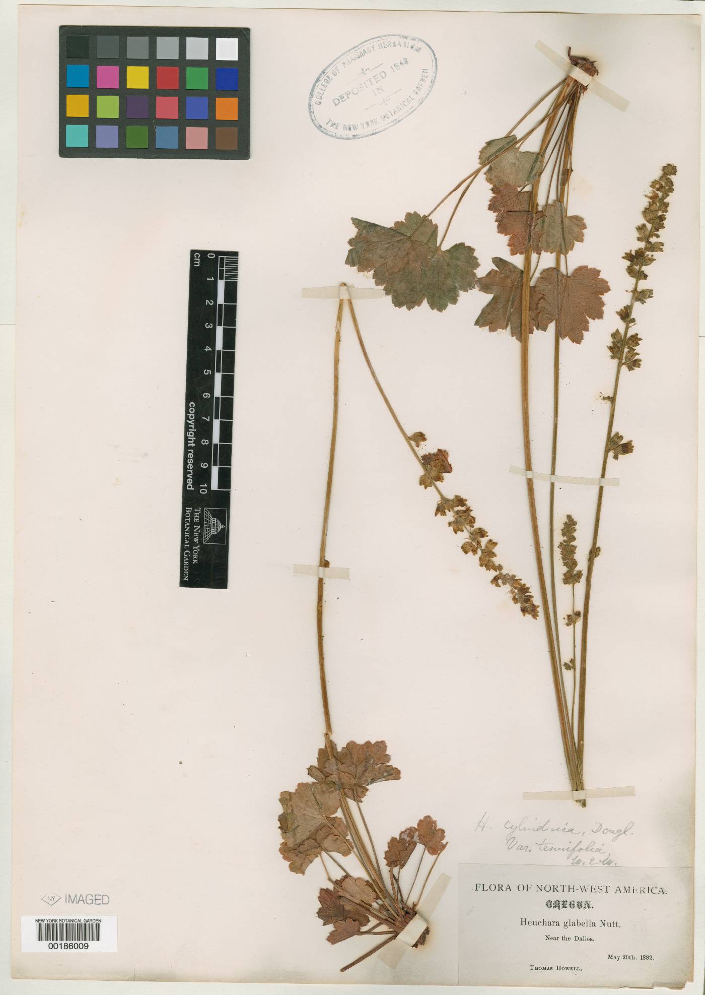 Heuchera grossulariifolia var. tenuifolia image