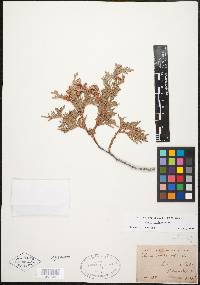 Thuja occidentalis image