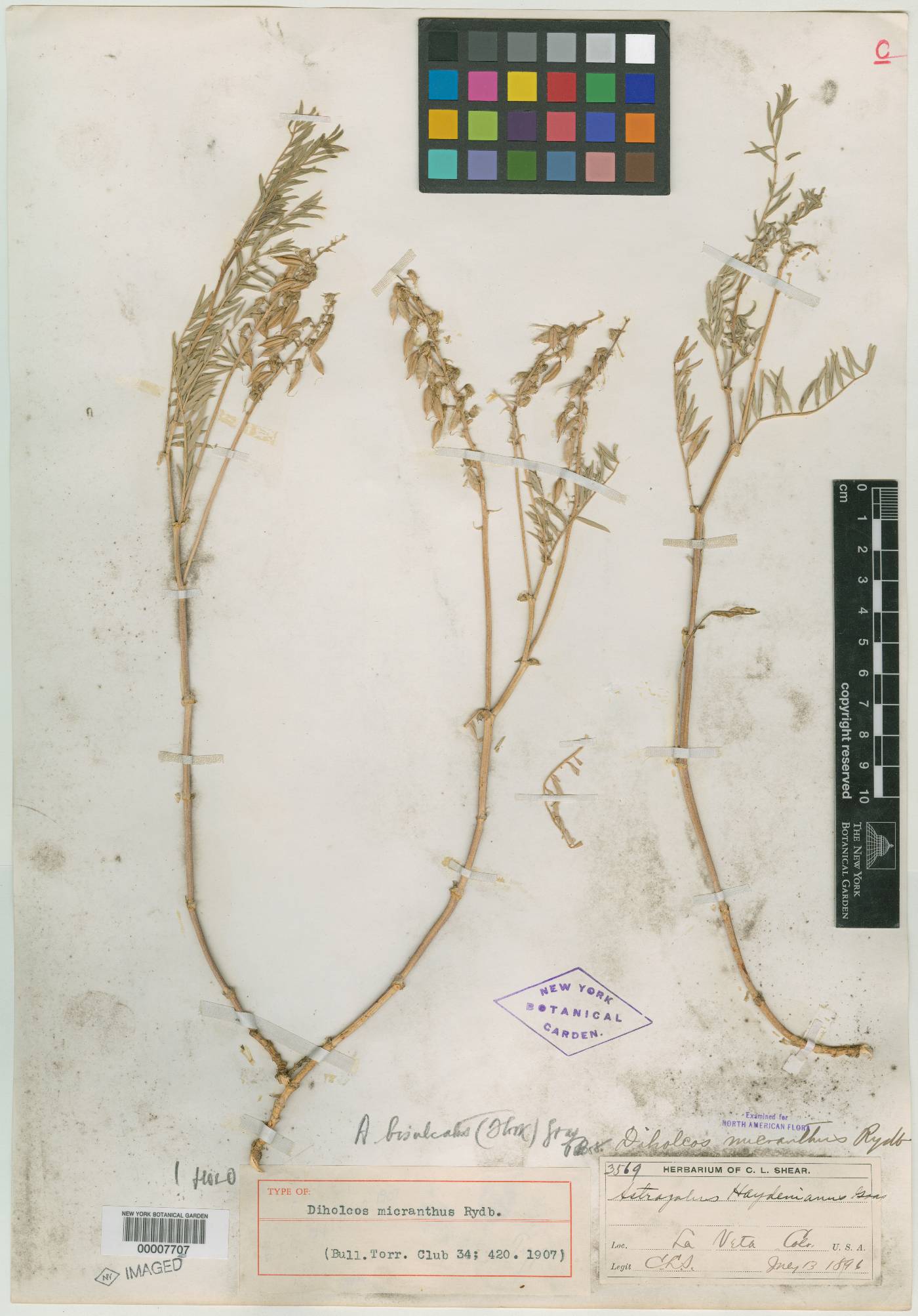 Diholcos micranthus image