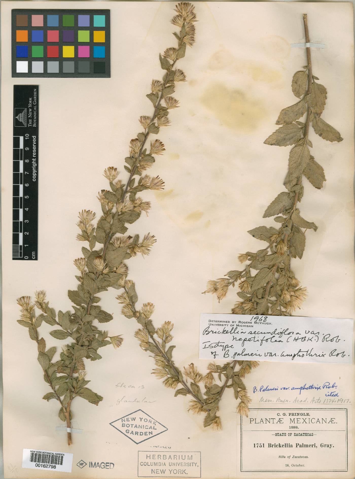 Brickellia secundiflora var. nepetifolia image