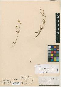 Echinospermum greenei image