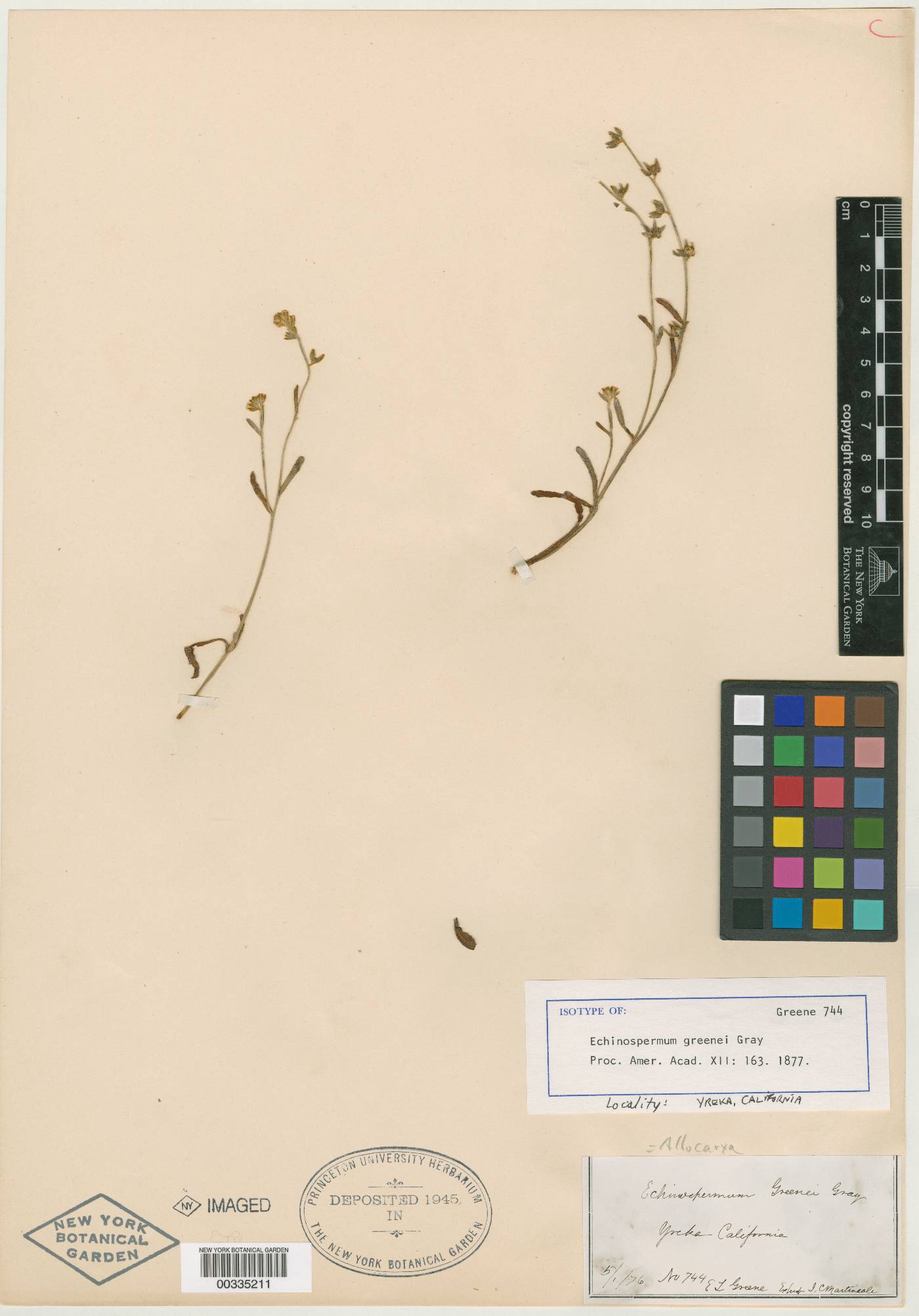 Echinospermum greenei image