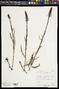 Pedicularis groenlandica image