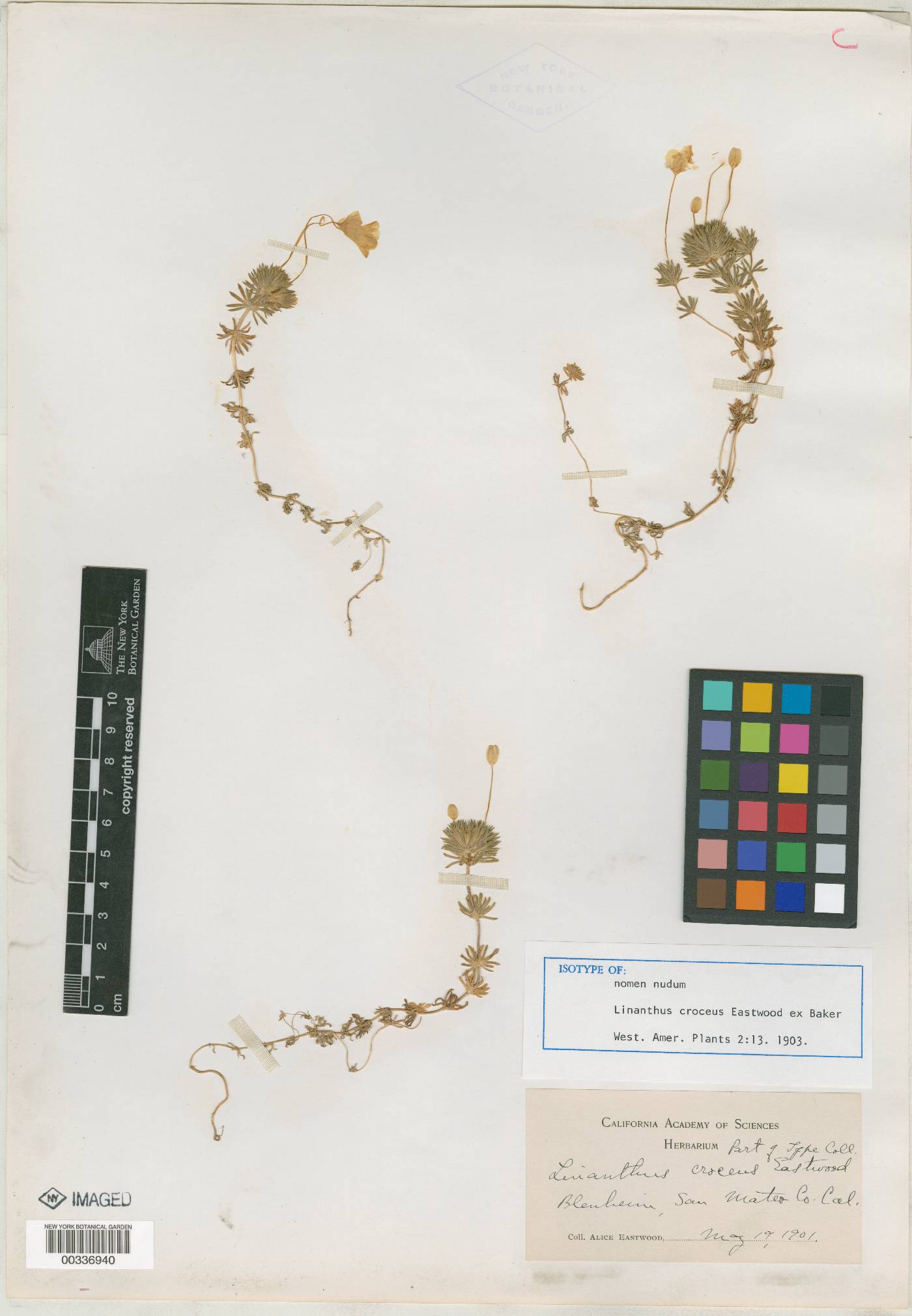 Linanthus croceus image
