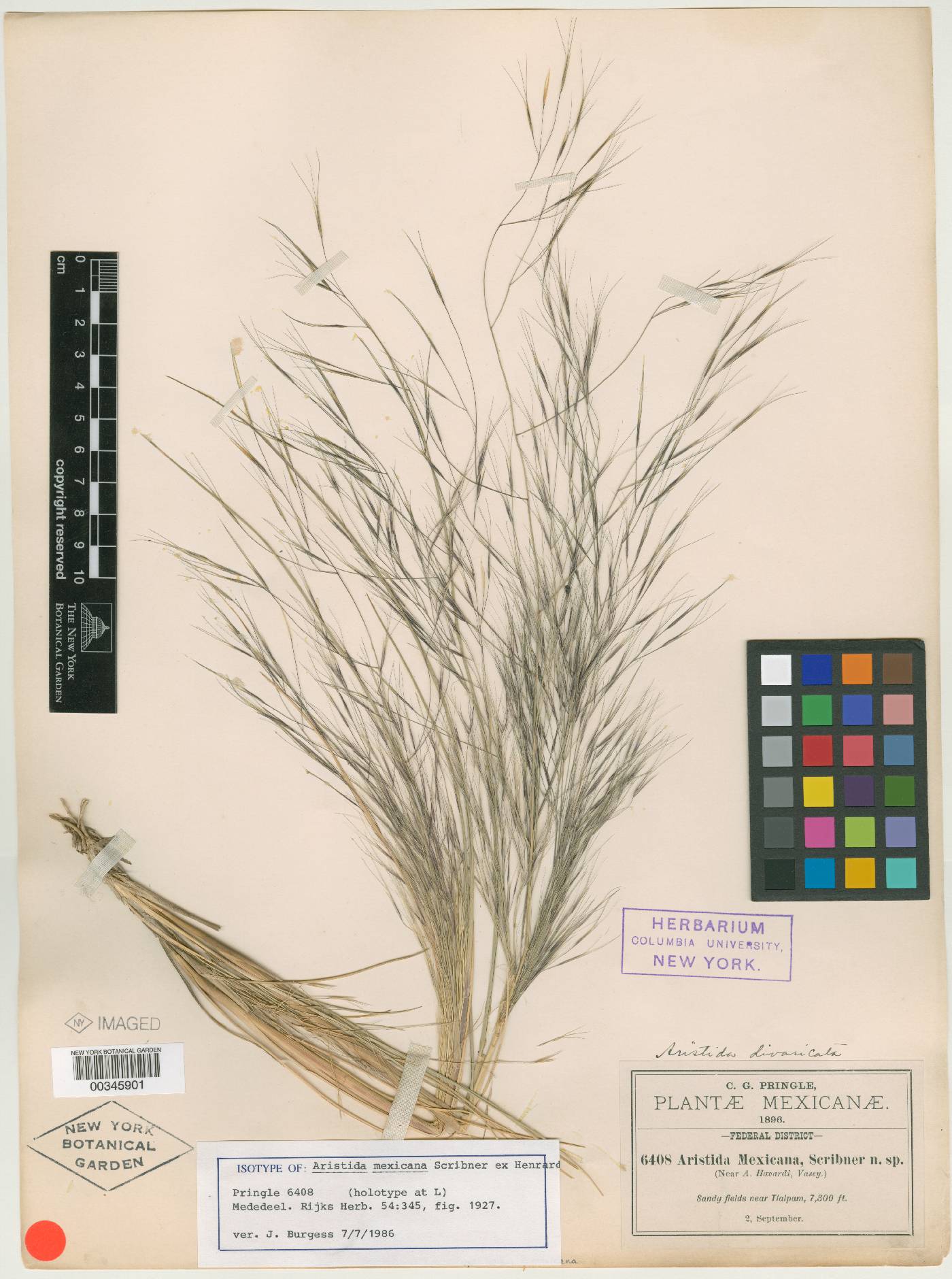 Aristida mexicana image