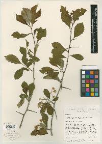 Crataegus punctata image