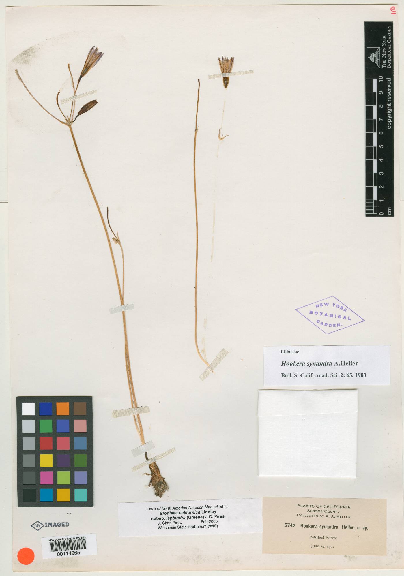 Hookera synandra image