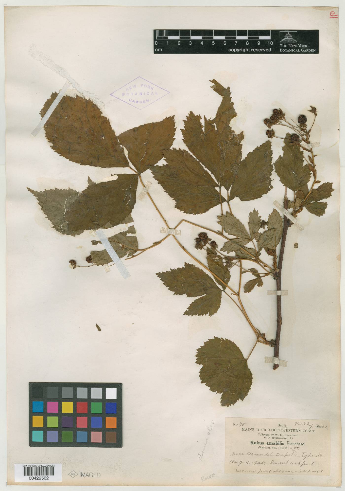 Rubus amabilis image