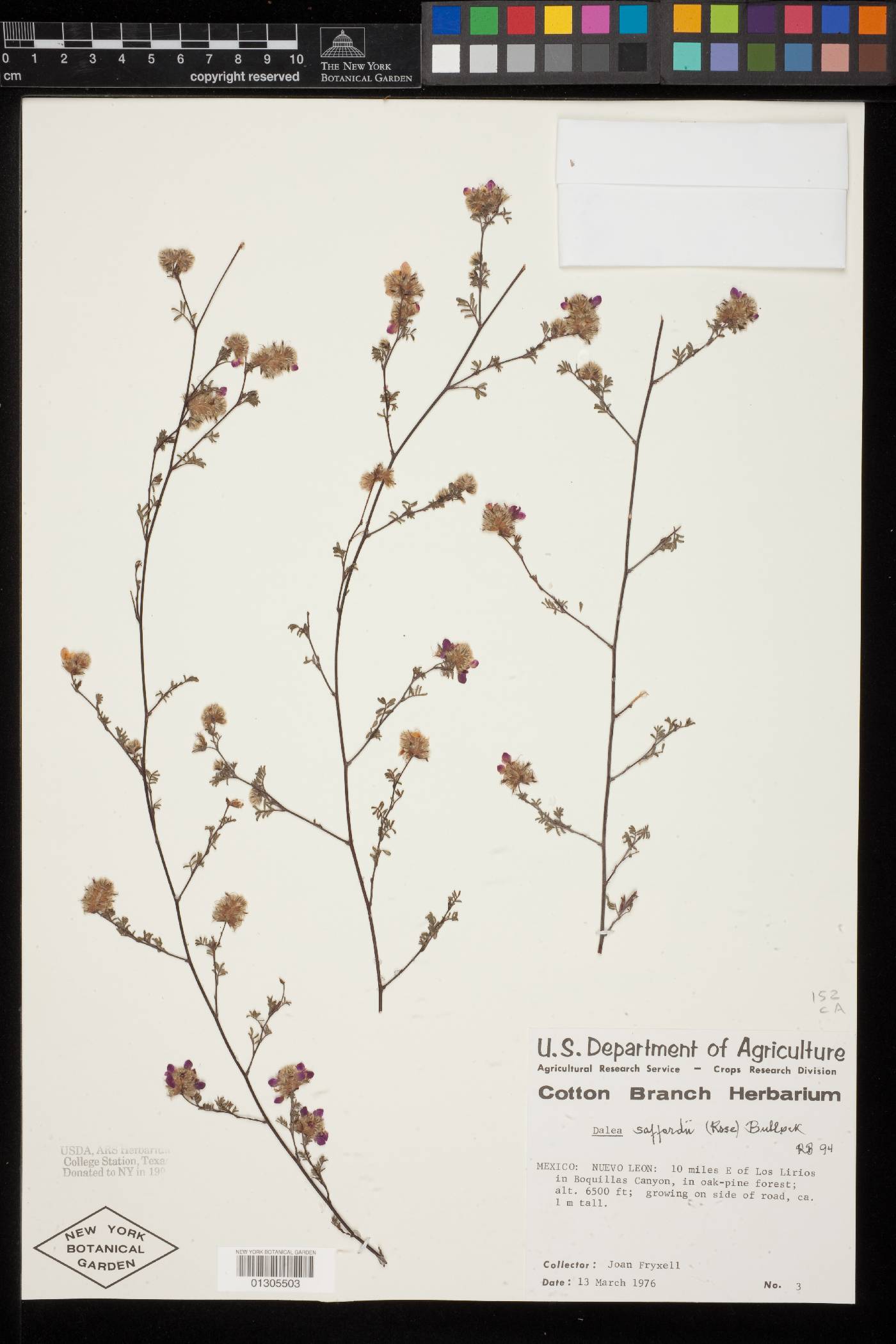 Dalea saffordii image