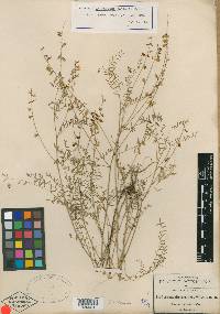 Astragalus scalaris image