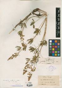 Lupinus silvicola image