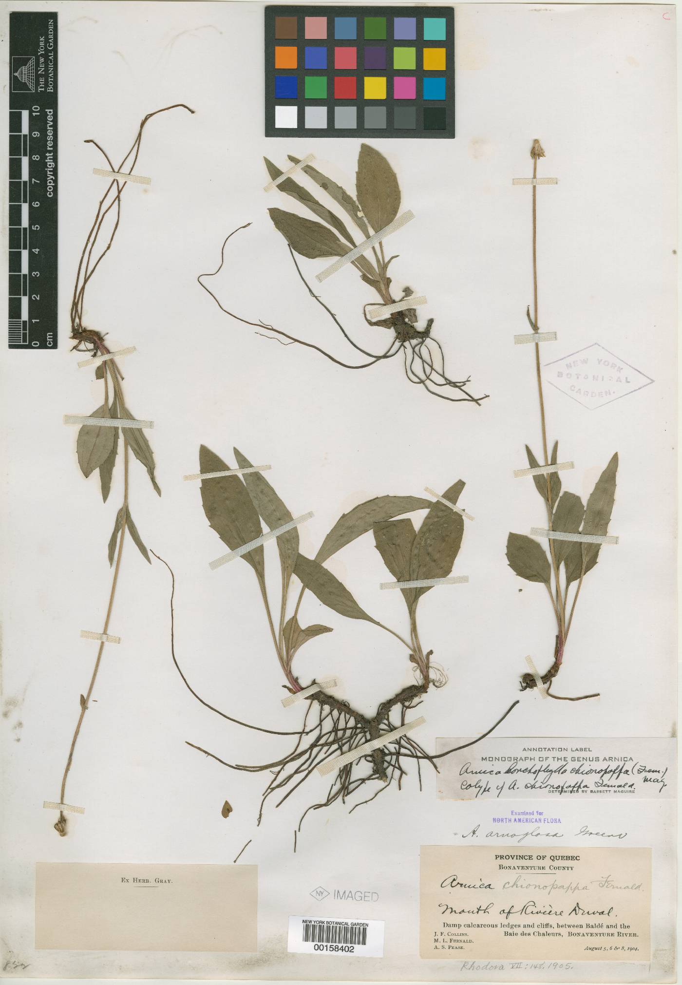 Arnica chionopappa image
