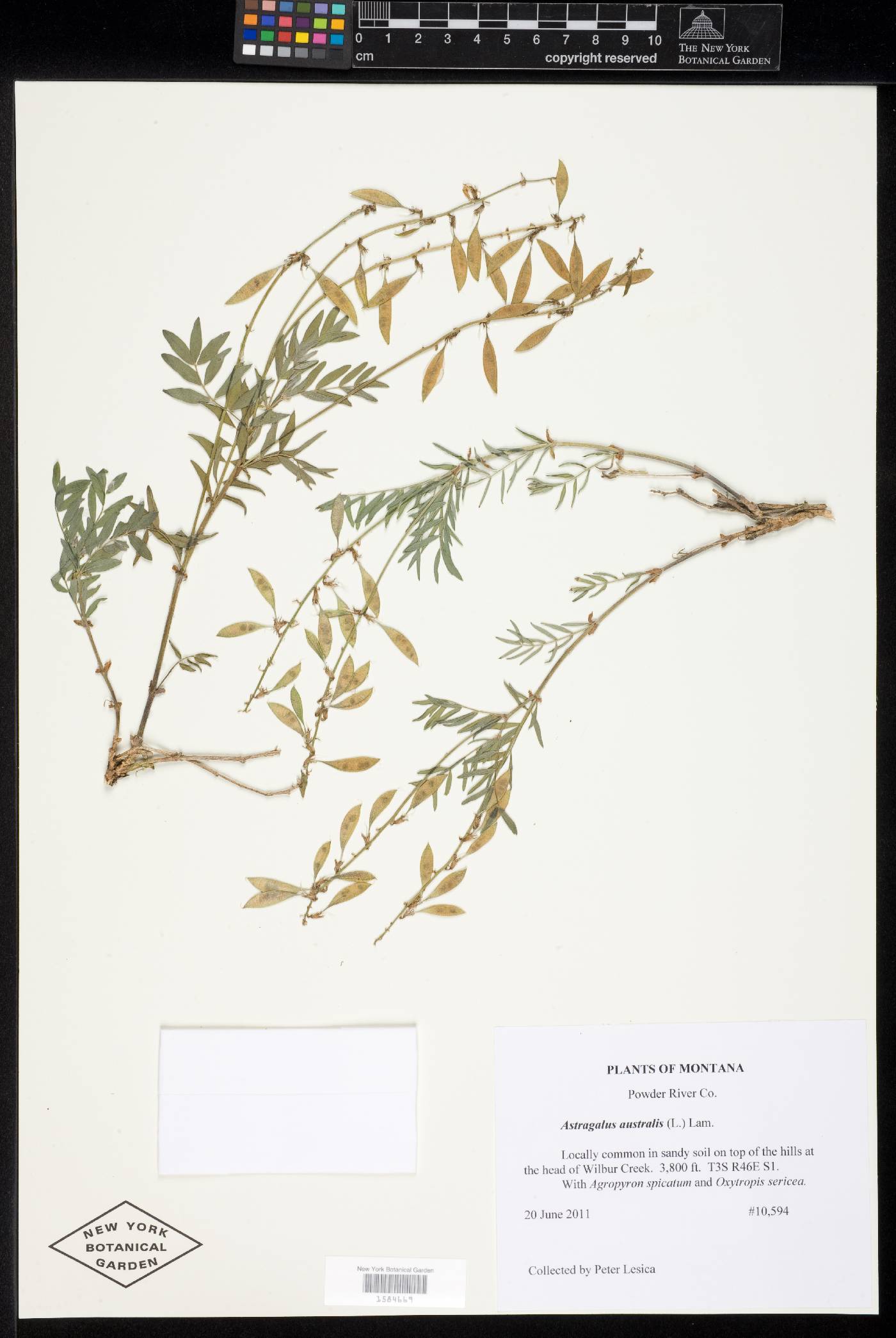 Astragalus australis image