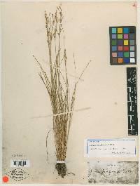 Juncus georgianus image