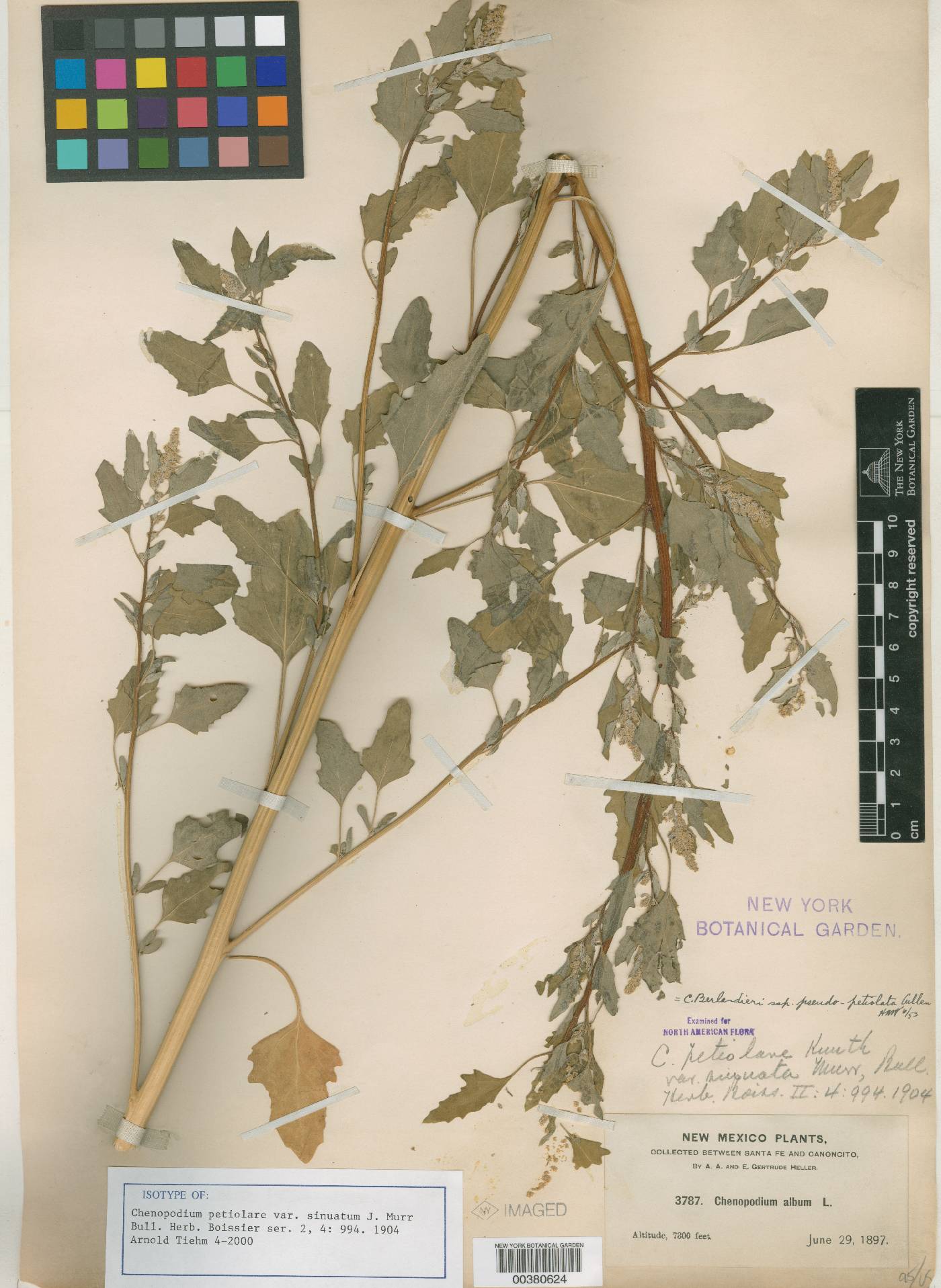 Chenopodium petiolare var. sinuatum image