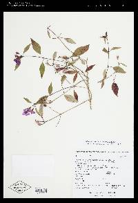 Tibouchina xochiatencana image