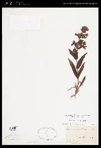 Penstemon albidus image