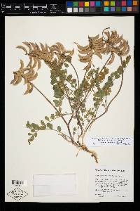 Astragalus malacoides image