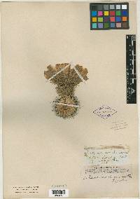 Cereus dasyacanthus image