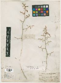 Eriogonum palmeri image