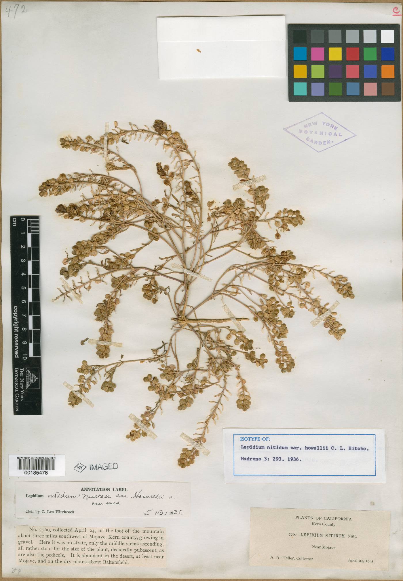 Lepidium nitidum var. howellii image