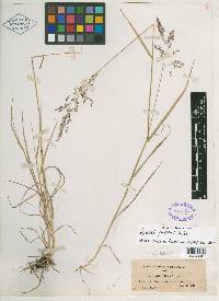 Agrostis pallens image