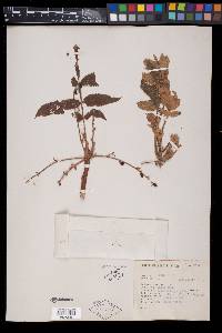 Bursera hintonii image