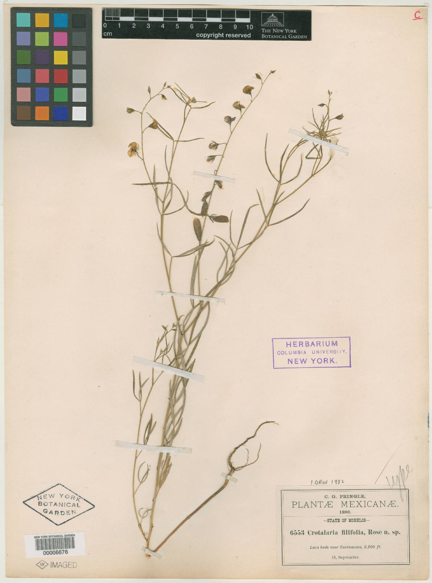 Crotalaria filifolia image