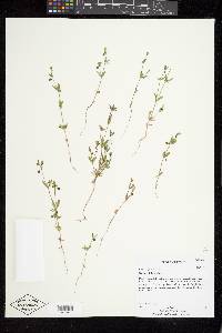 Galium bifolium image