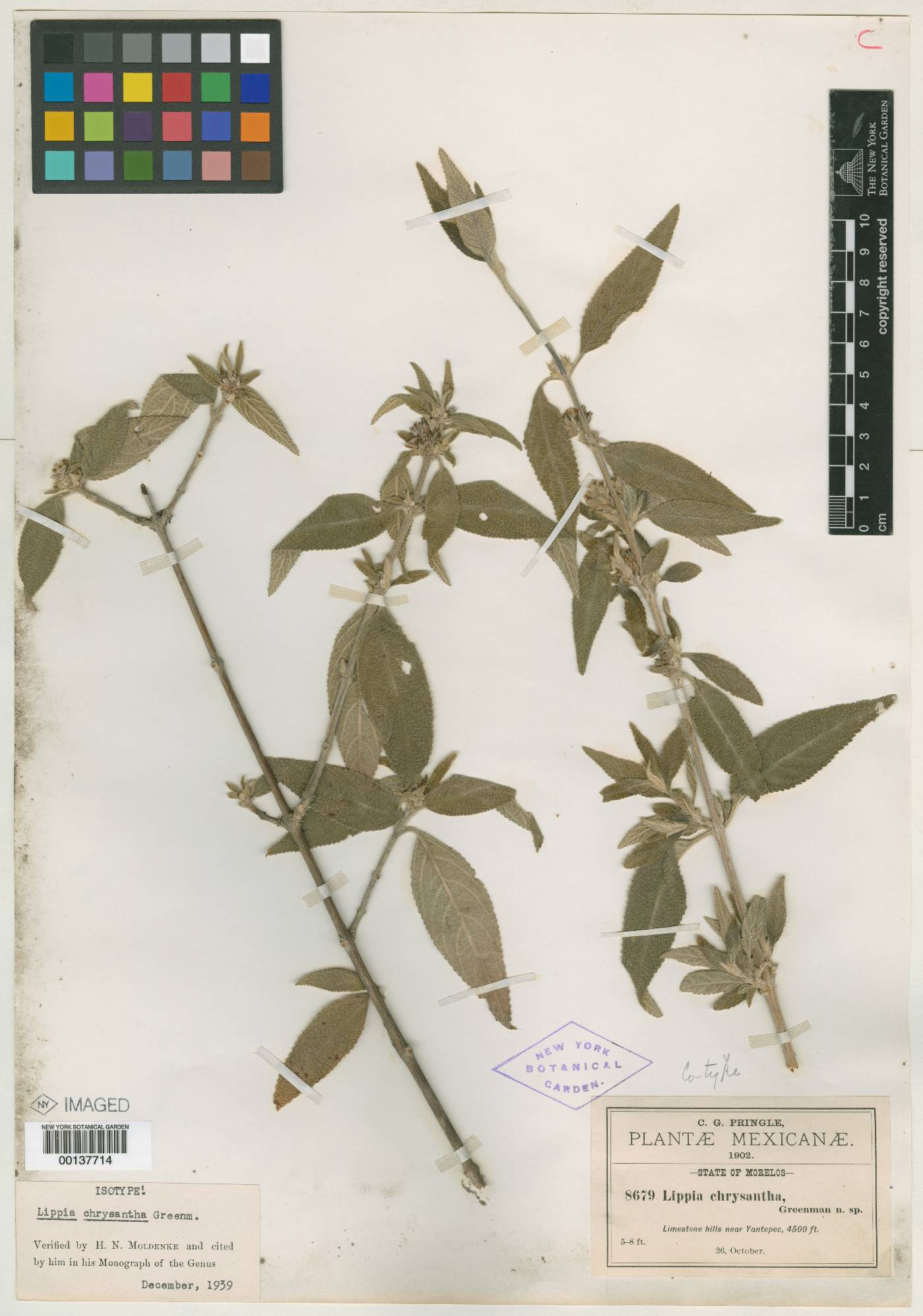 Lippia chrysantha image