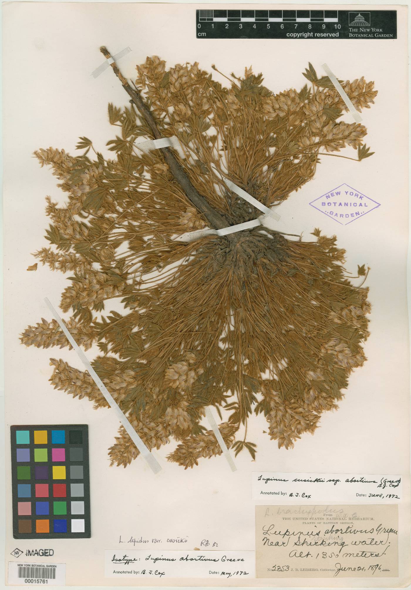 Lupinus abortivus image