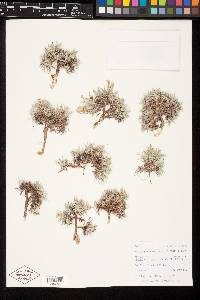 Astragalus simplicifolius image