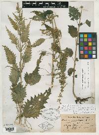 Urtica gracilenta image