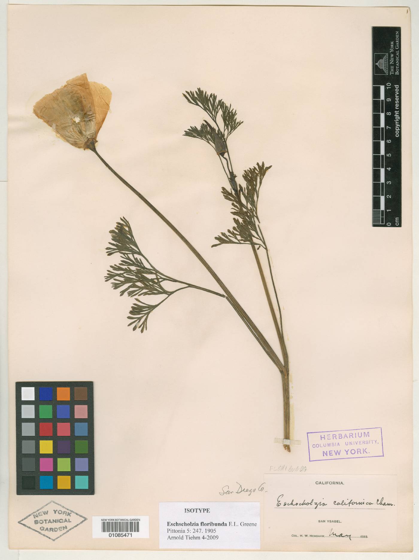 Eschscholzia floribunda image